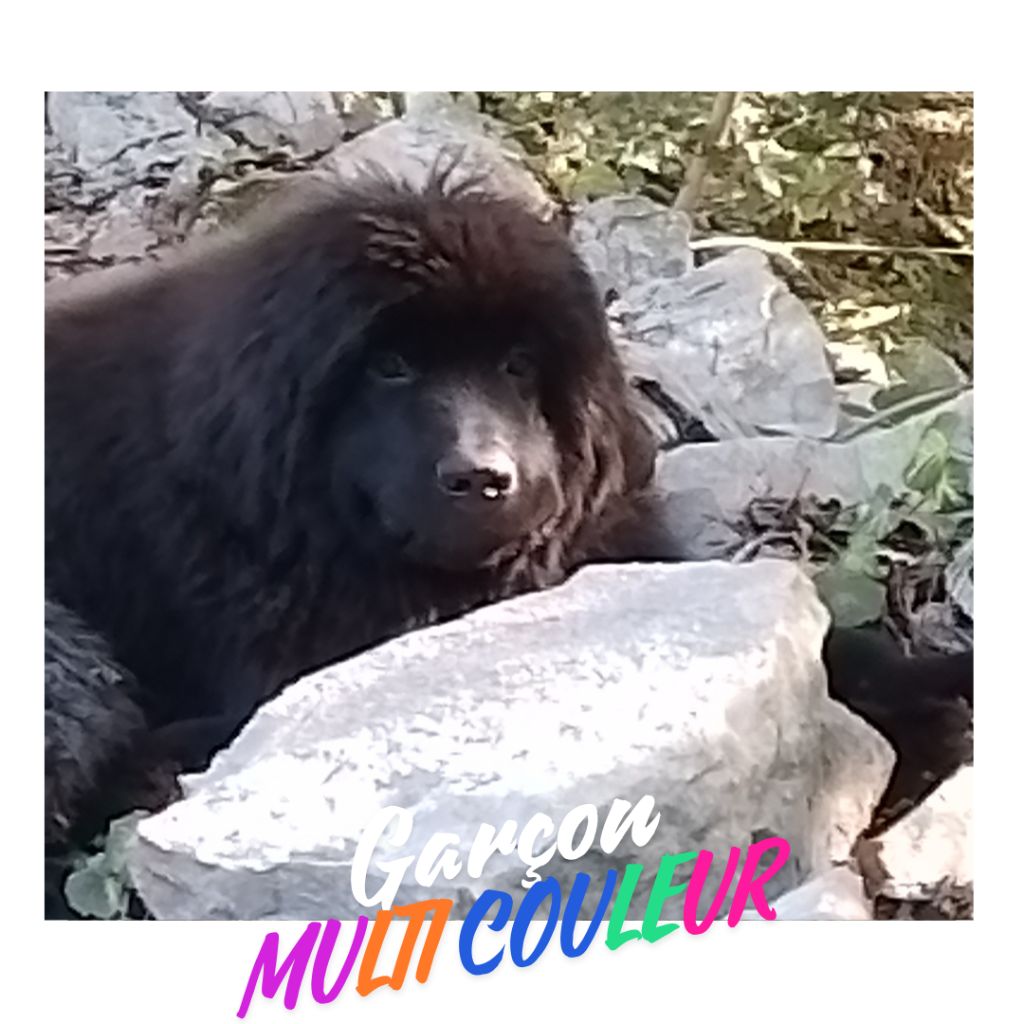 Du Souffle Des Ombres Noires - Chiot disponible  - Terre-neuve