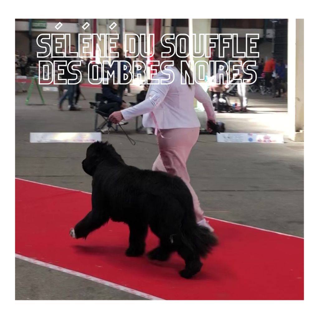 Séléné Du Souffle Des Ombres Noires